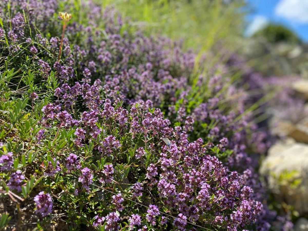 Gite En Haute Provence Montfroc Kültér fotó